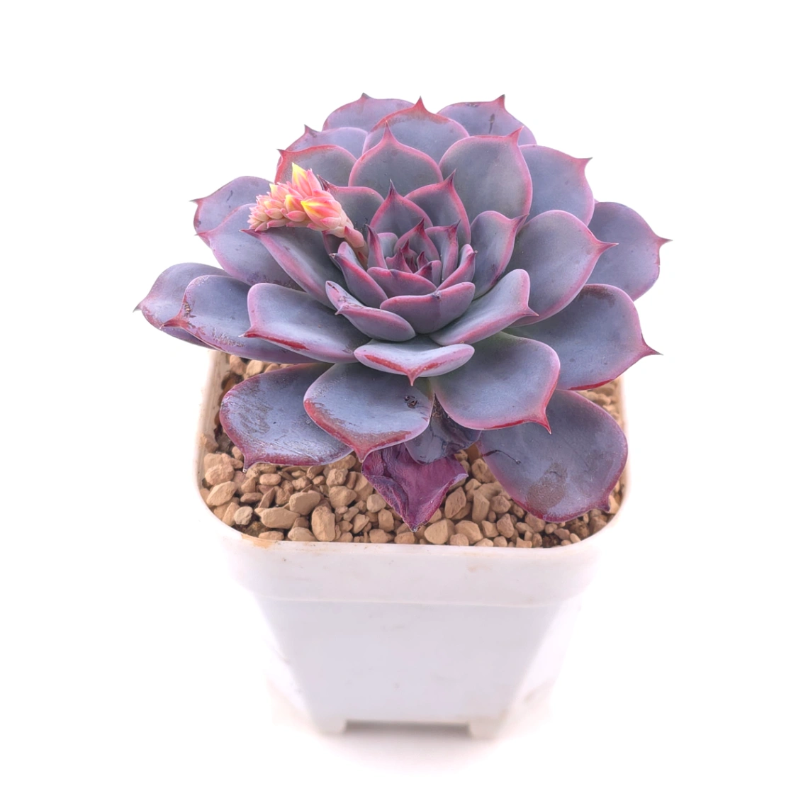 Echeveria ‘Laulensis’ | 勞倫斯 thumbnail 2