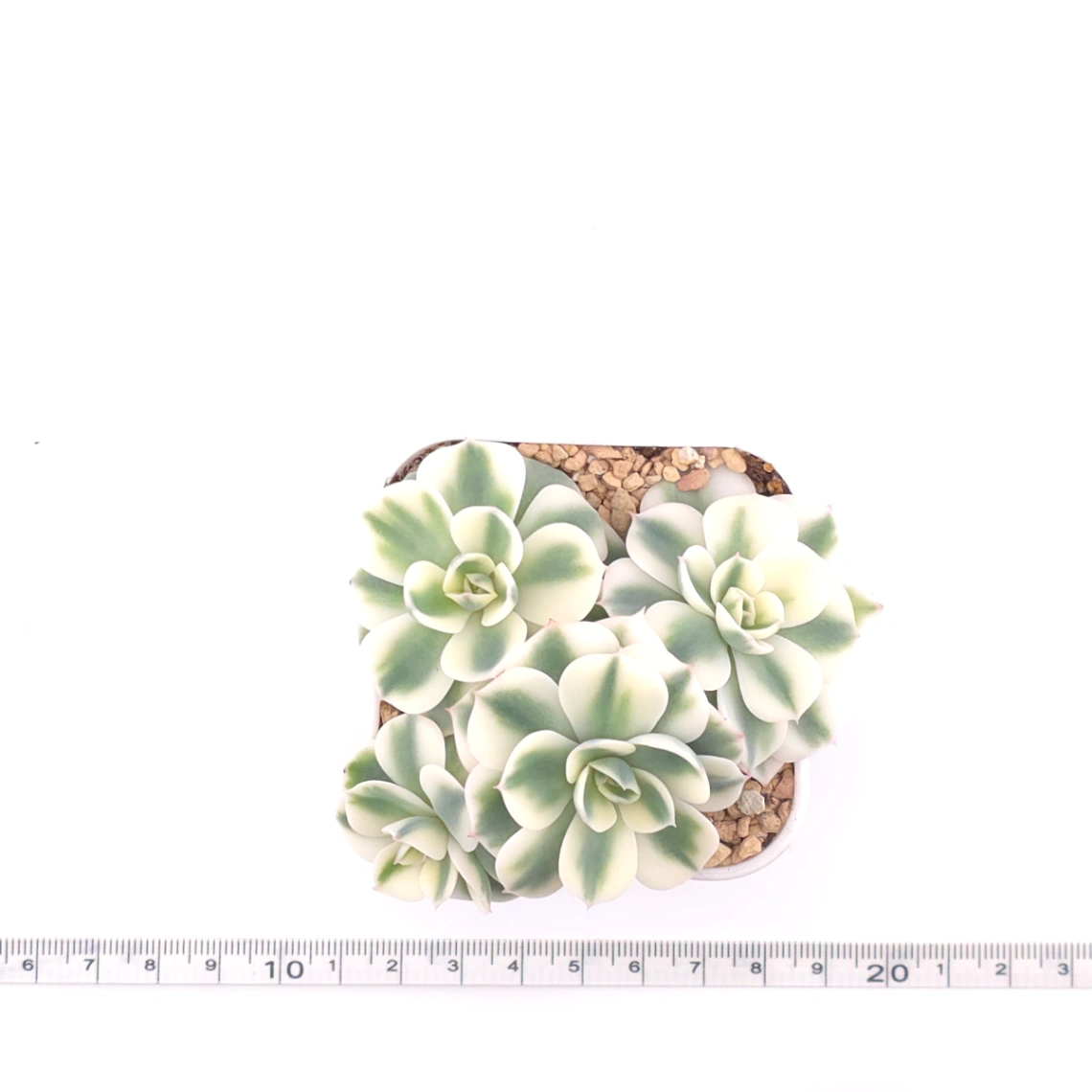 Echeveria ‘Lenore Dean / Compton Carousel’ variegated | 玉蝶錦 thumbnail 4