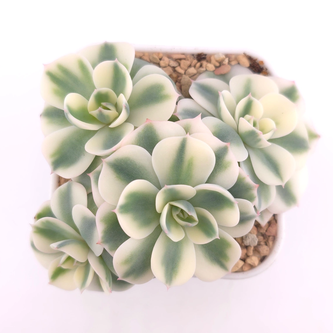Echeveria ‘Lenore Dean / Compton Carousel’ variegated | 玉蝶錦 - View 1