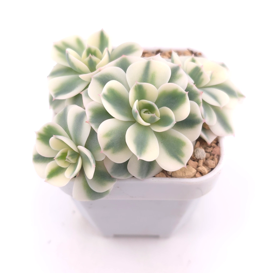 Echeveria ‘Lenore Dean / Compton Carousel’ variegated | 玉蝶錦 thumbnail 2
