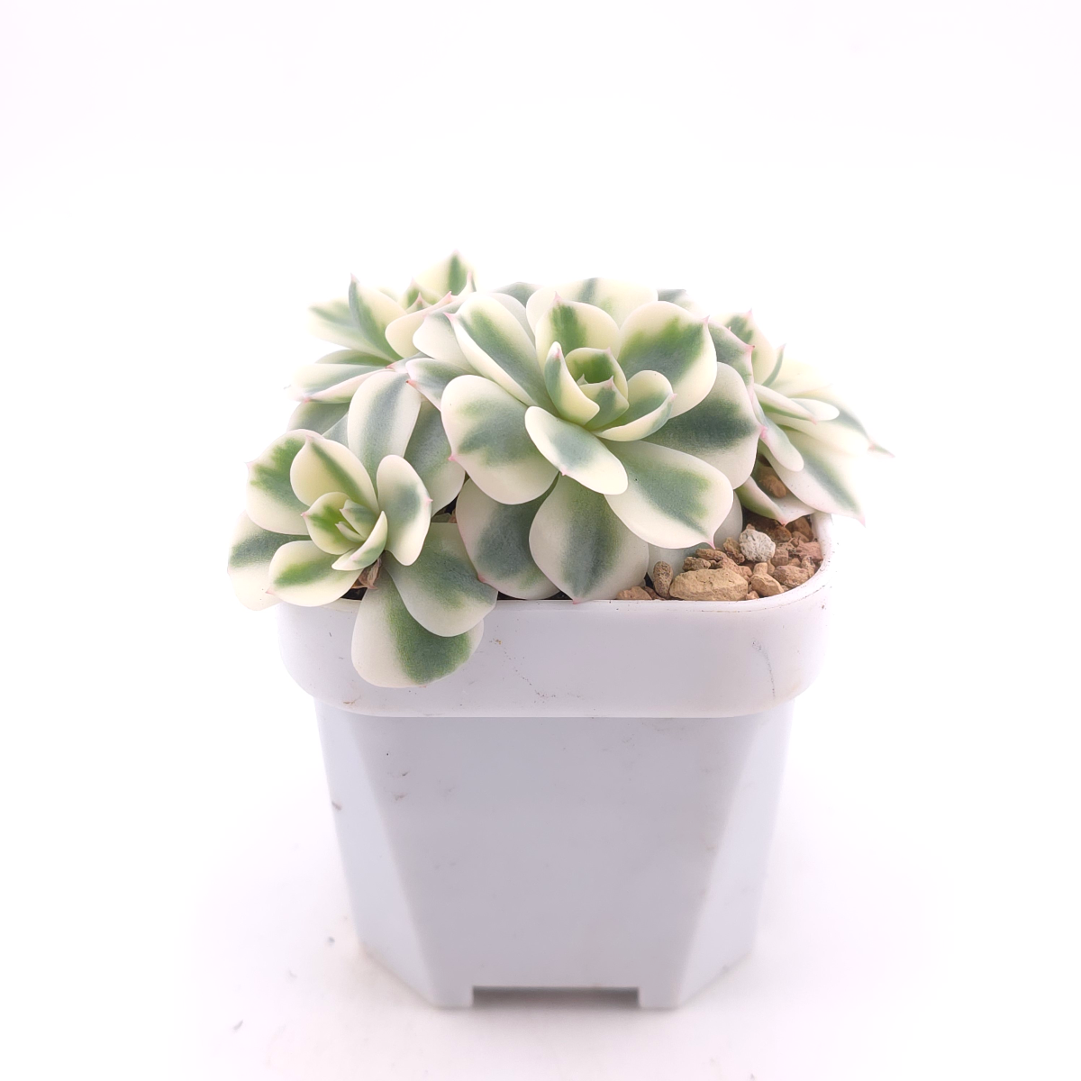 Echeveria ‘Lenore Dean / Compton Carousel’ variegated | 玉蝶錦 thumbnail 3