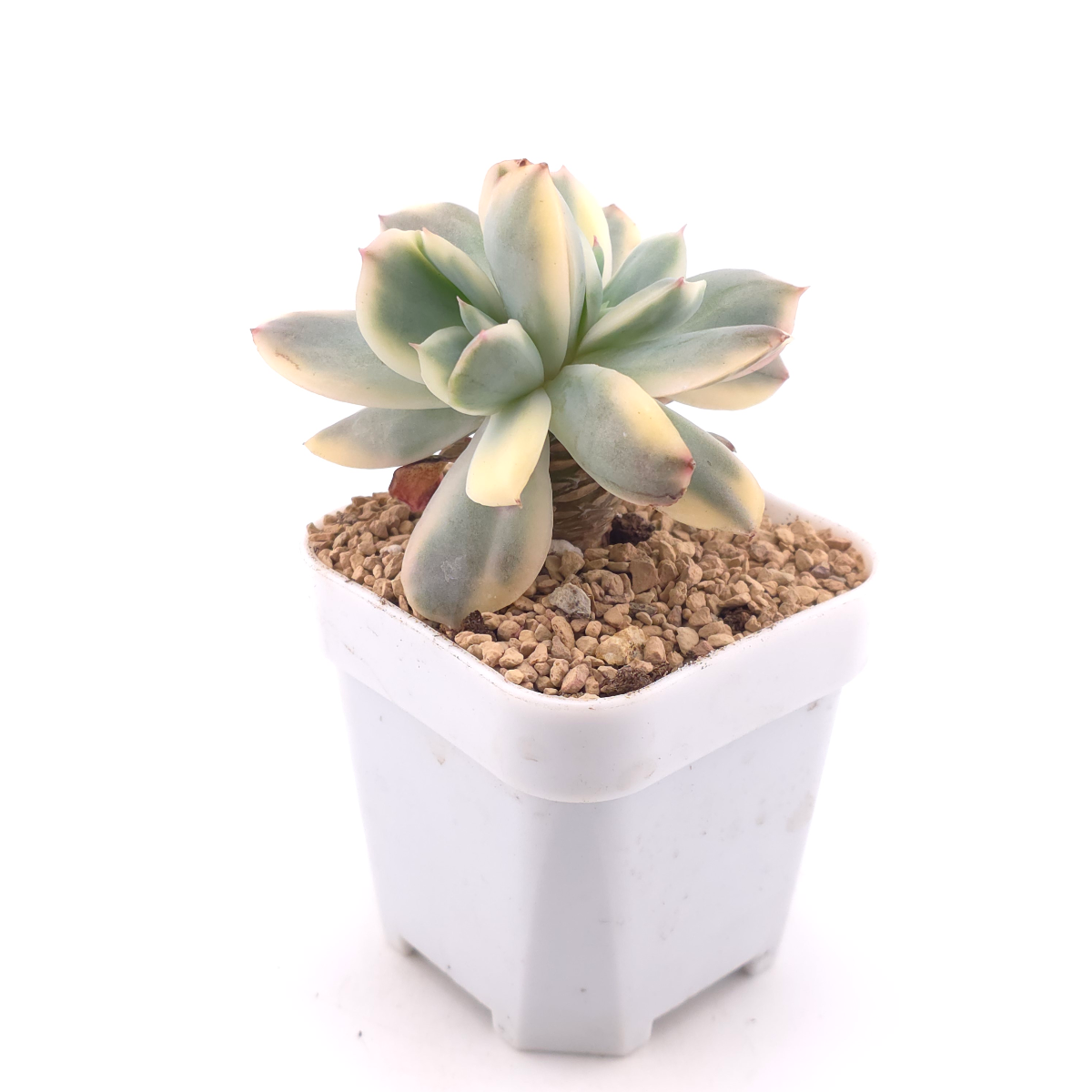 Echeveria ‘Luella’ variegated | 綺羅錦 thumbnail 3