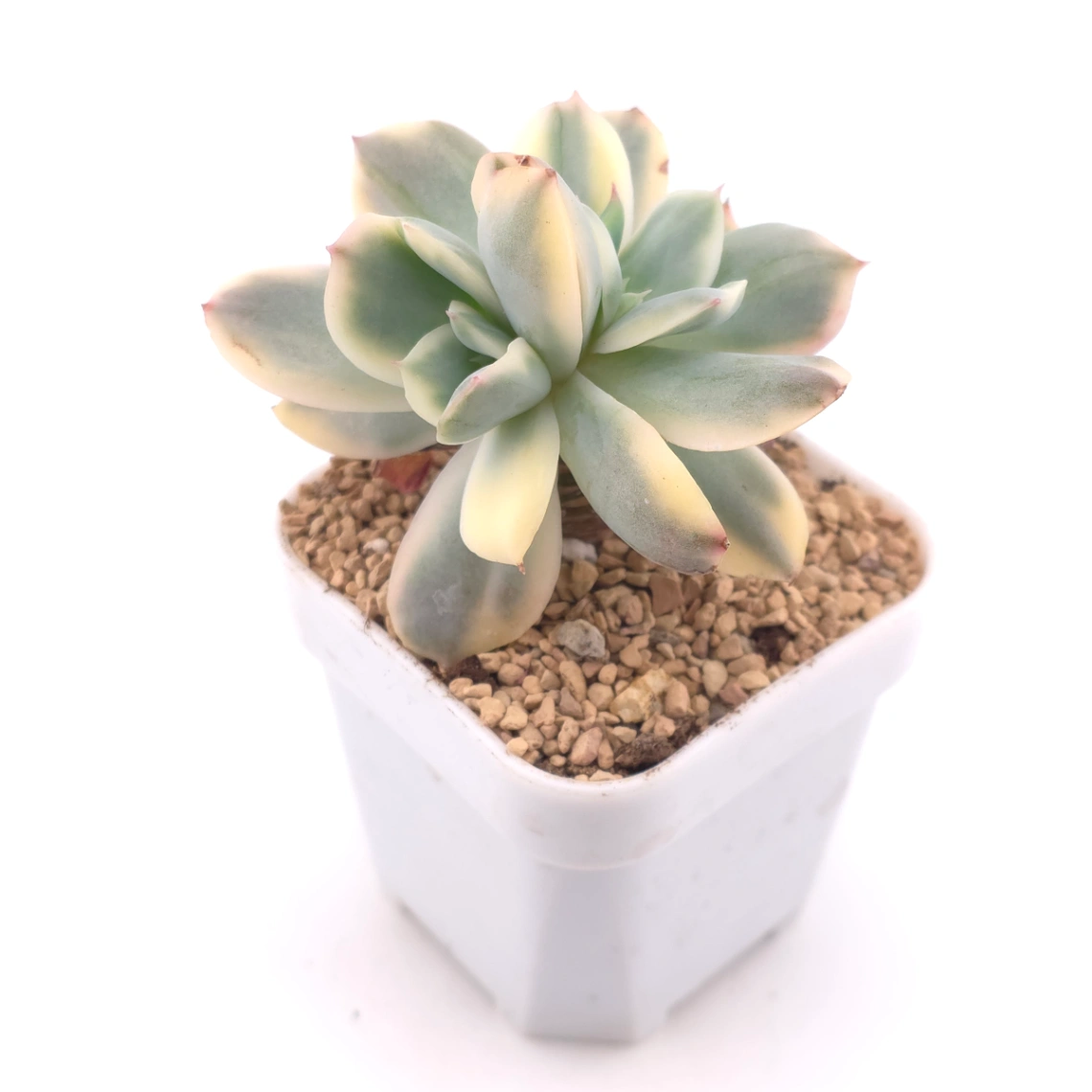 Echeveria ‘Luella’ variegated | 綺羅錦 thumbnail 2
