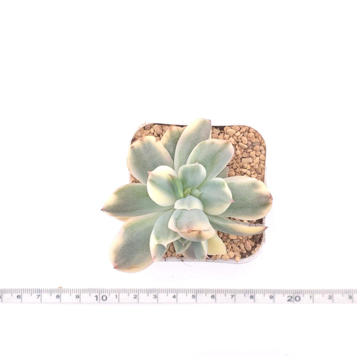 Echeveria ‘Luella’ variegated | 綺羅錦 thumbnail 4