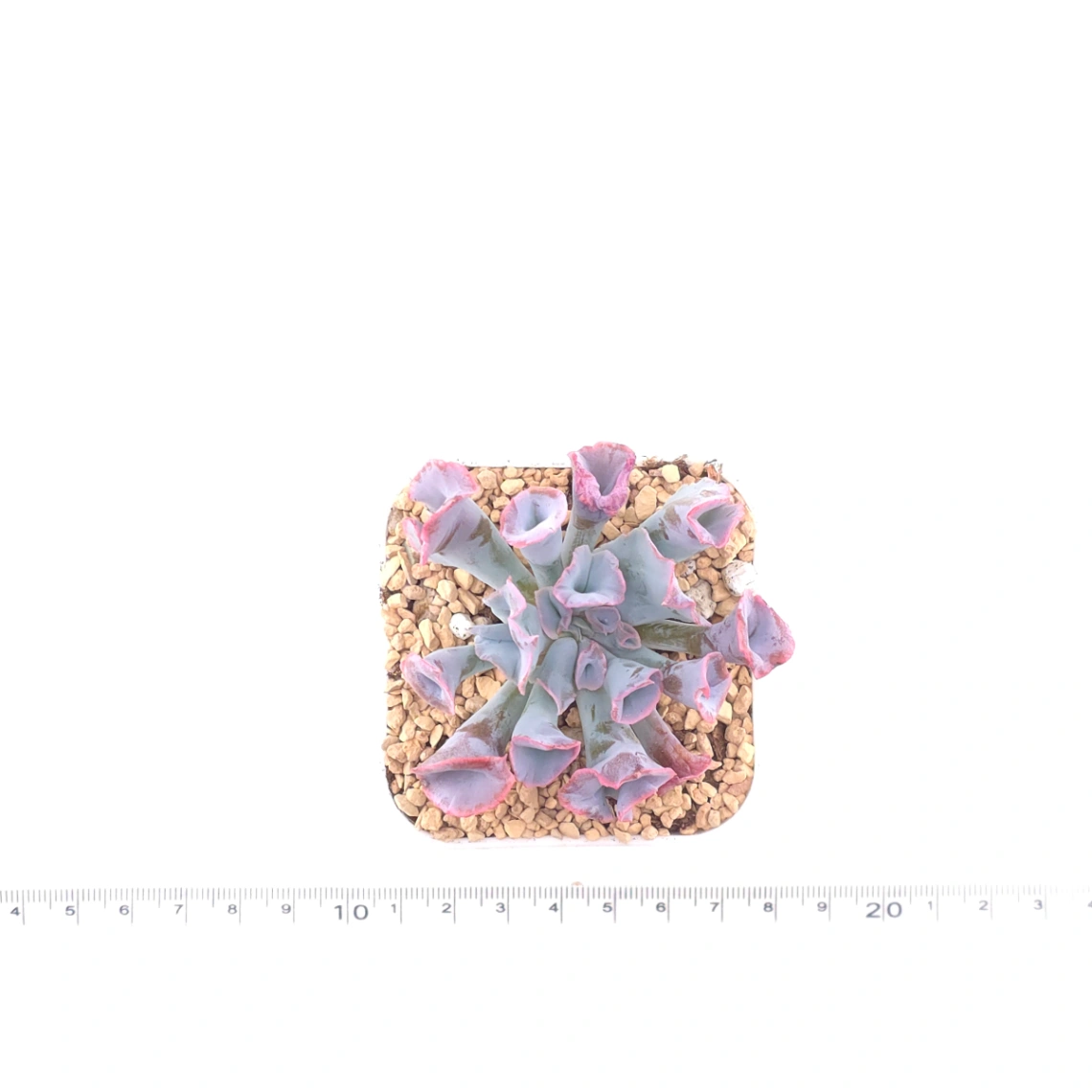 Echeveria ‘Magic Flute’ / ‘Trumpet Pinky’ | 魔笛 thumbnail 4