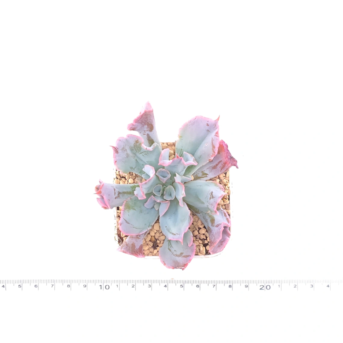 Echeveria ‘Magic Flute’ / ‘Trumpet Pinky’ | 魔笛 thumbnail 4