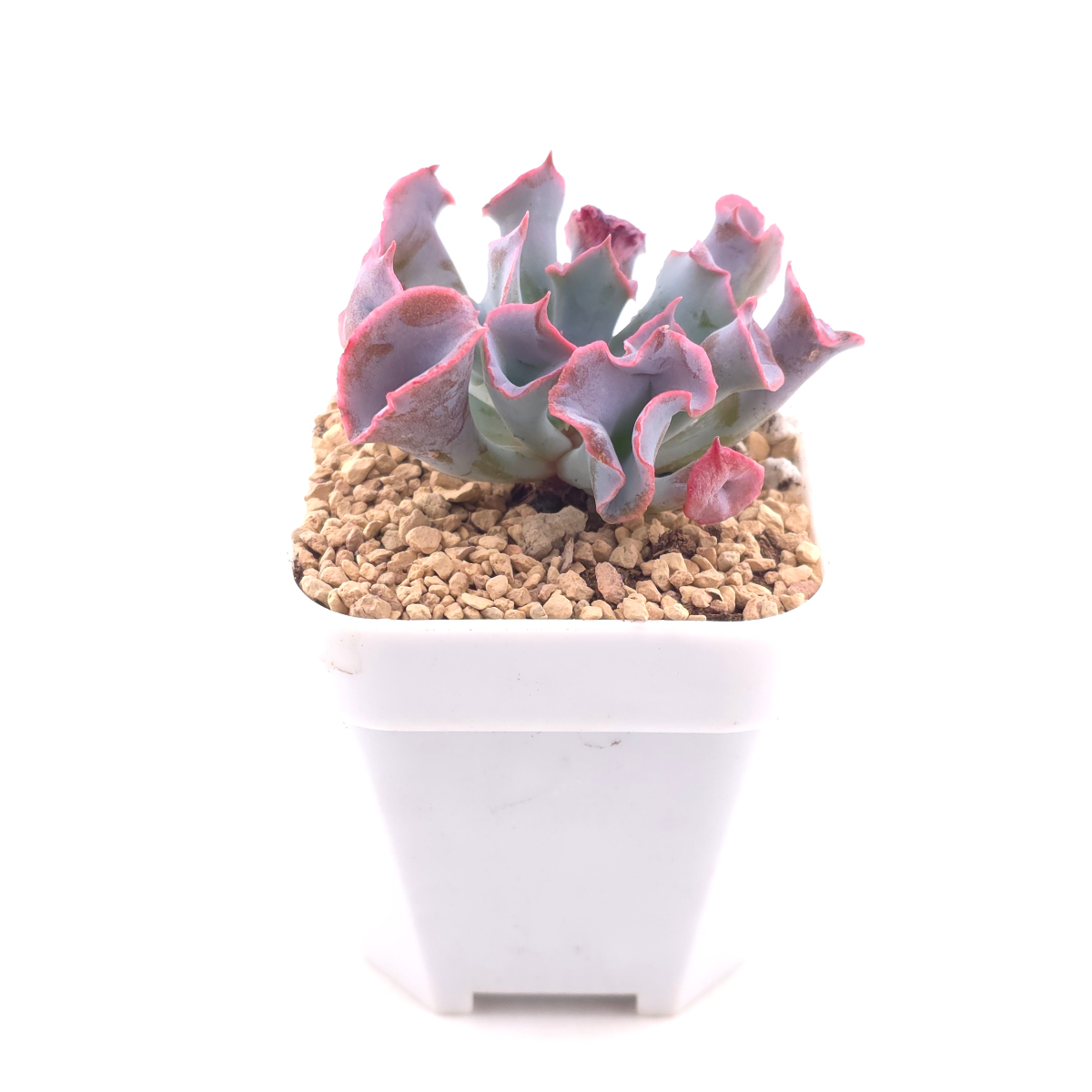 Echeveria ‘Magic Flute’ / ‘Trumpet Pinky’ | 魔笛 thumbnail 3