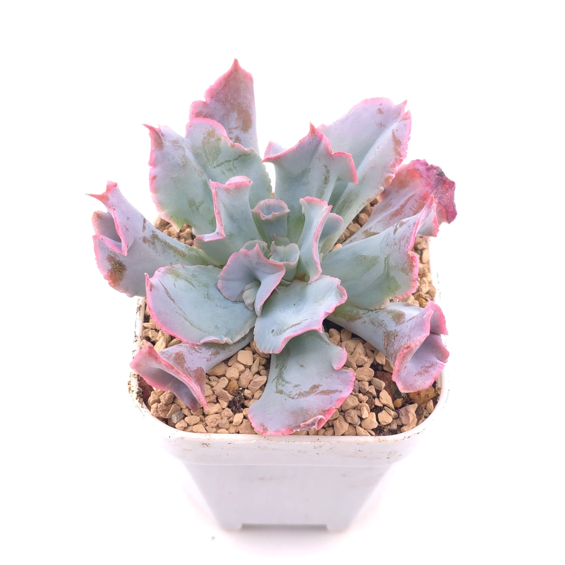 Echeveria ‘Magic Flute’ / ‘Trumpet Pinky’ | 魔笛 thumbnail 2