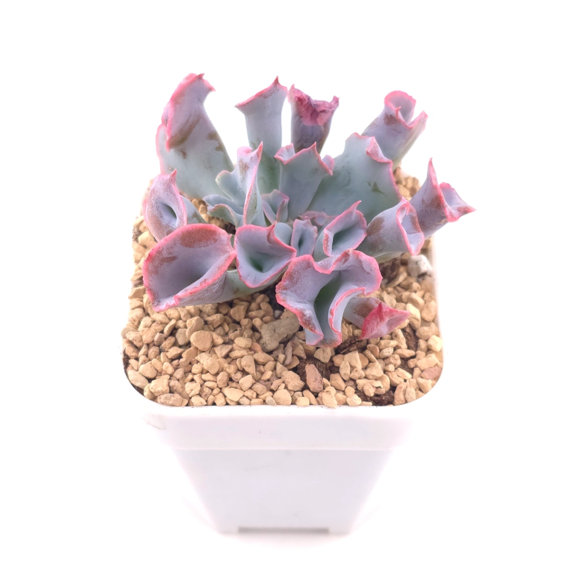 Echeveria ‘Magic Flute’ / ‘Trumpet Pinky’ | 魔笛 thumbnail 2