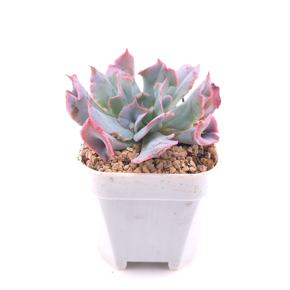 Echeveria ‘Magic Flute’ / ‘Trumpet Pinky’ | 魔笛 thumbnail 3