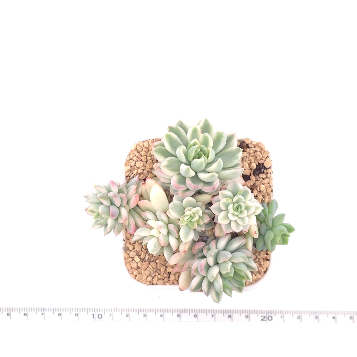 Echeveria ‘Mebina’ variegated clustering | 女雛錦群 thumbnail 4