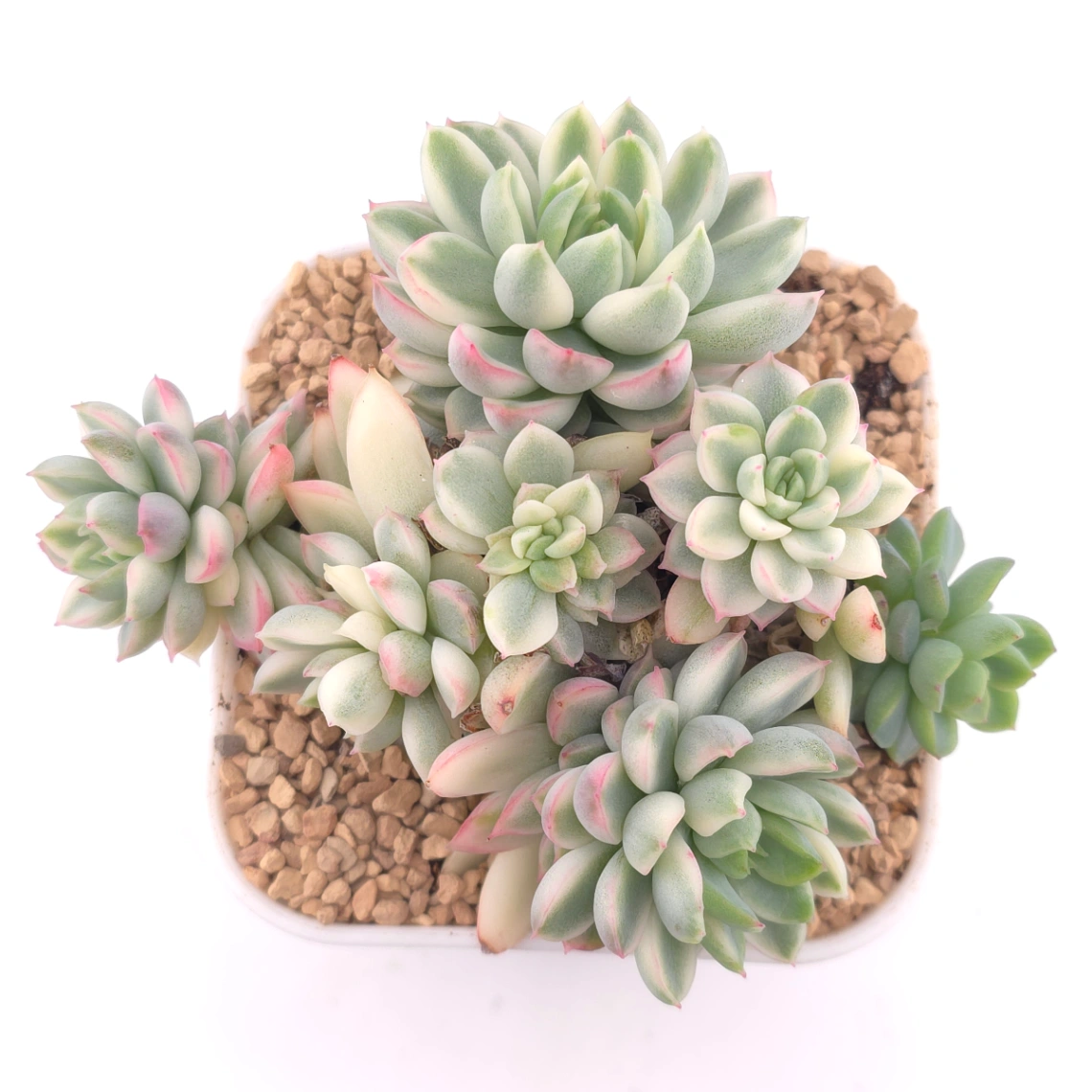 Echeveria ‘Mebina’ variegated clustering | 女雛錦群 - View 1