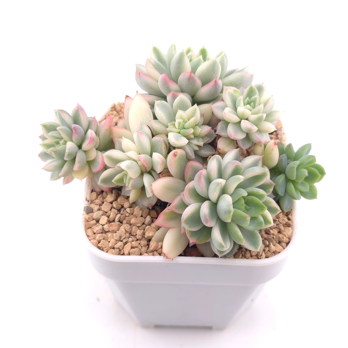 Echeveria ‘Mebina’ variegated clustering | 女雛錦群 thumbnail 2