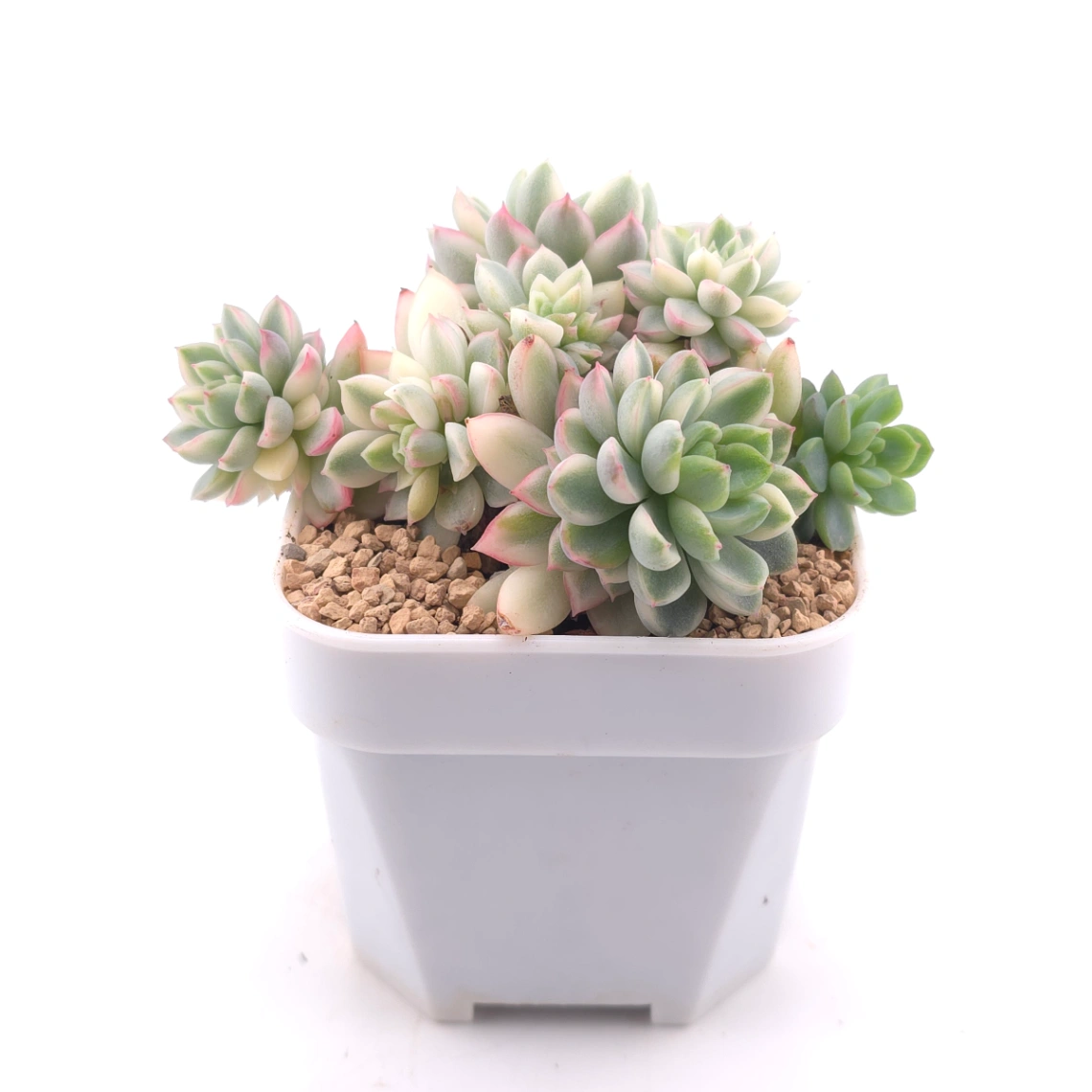 Echeveria ‘Mebina’ variegated clustering | 女雛錦群 thumbnail 3