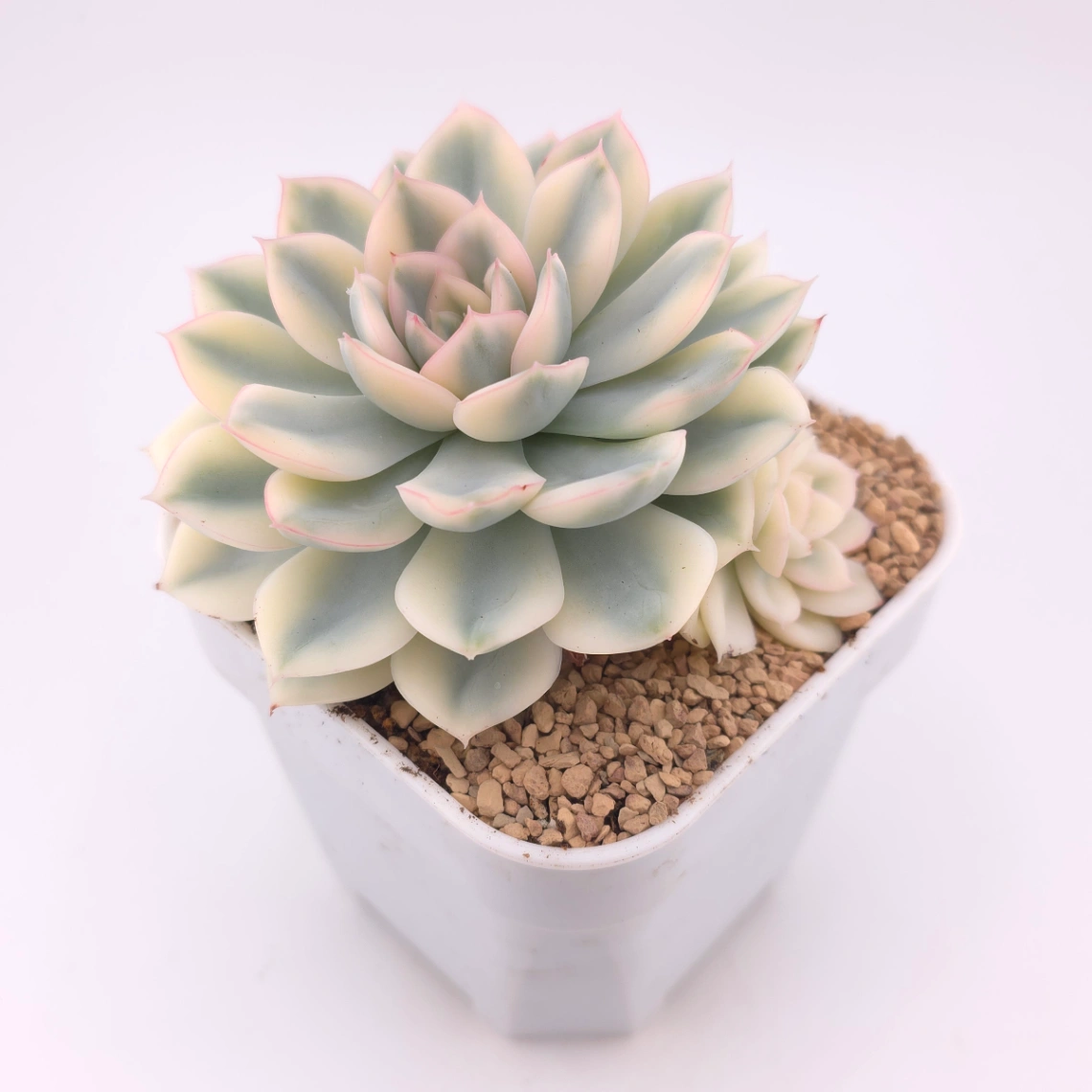 Echeveria 'Moon Fairy' variagated | 月亮仙子錦 thumbnail 2