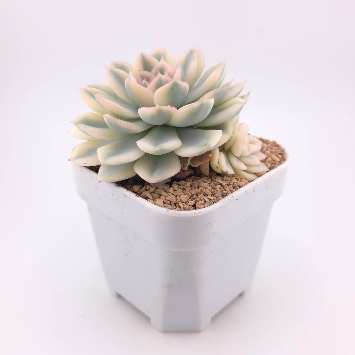 Echeveria 'Moon Fairy' variagated | 月亮仙子錦 thumbnail 3