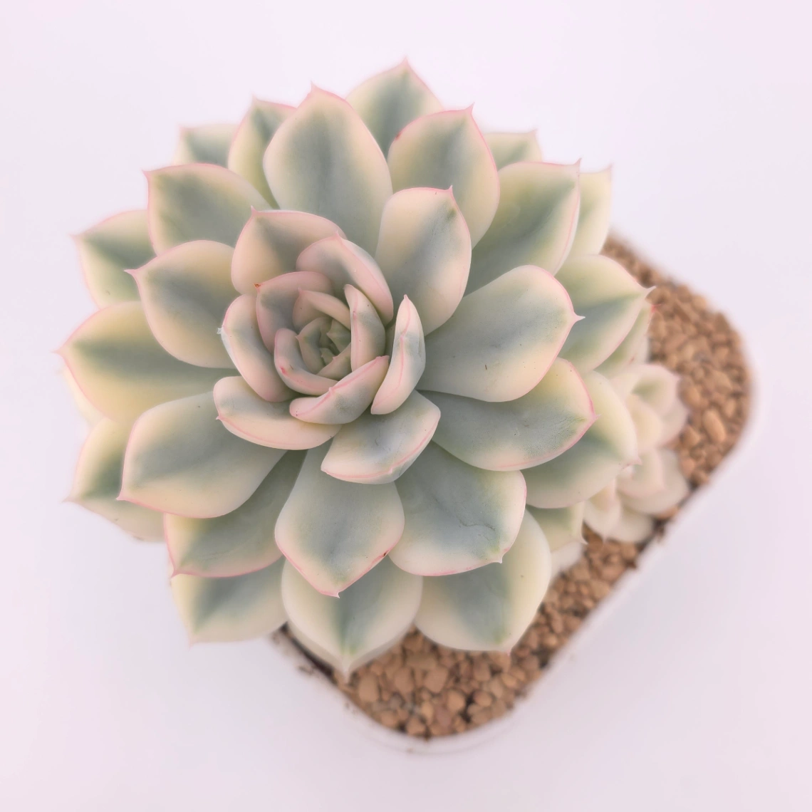 Echeveria 'Moon Fairy' variagated | 月亮仙子錦 - View 1