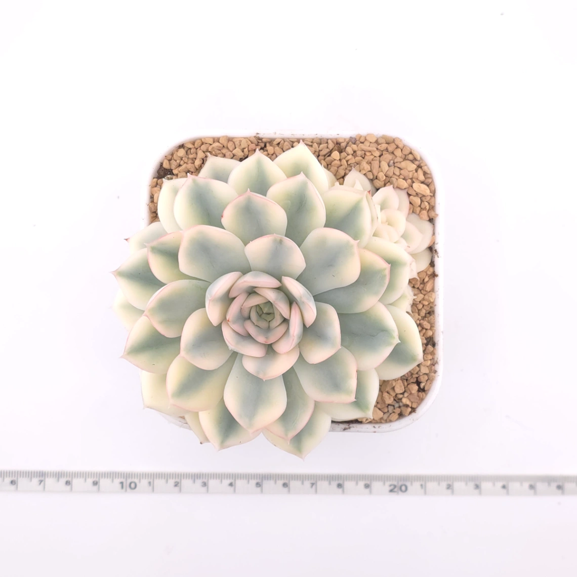 Echeveria 'Moon Fairy' variagated | 月亮仙子錦 thumbnail 4