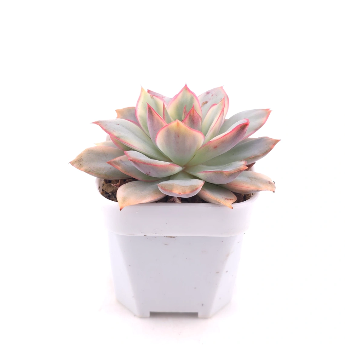 Echeveria ‘Moon Goddess’ Variegated | 月光女神錦 thumbnail 3