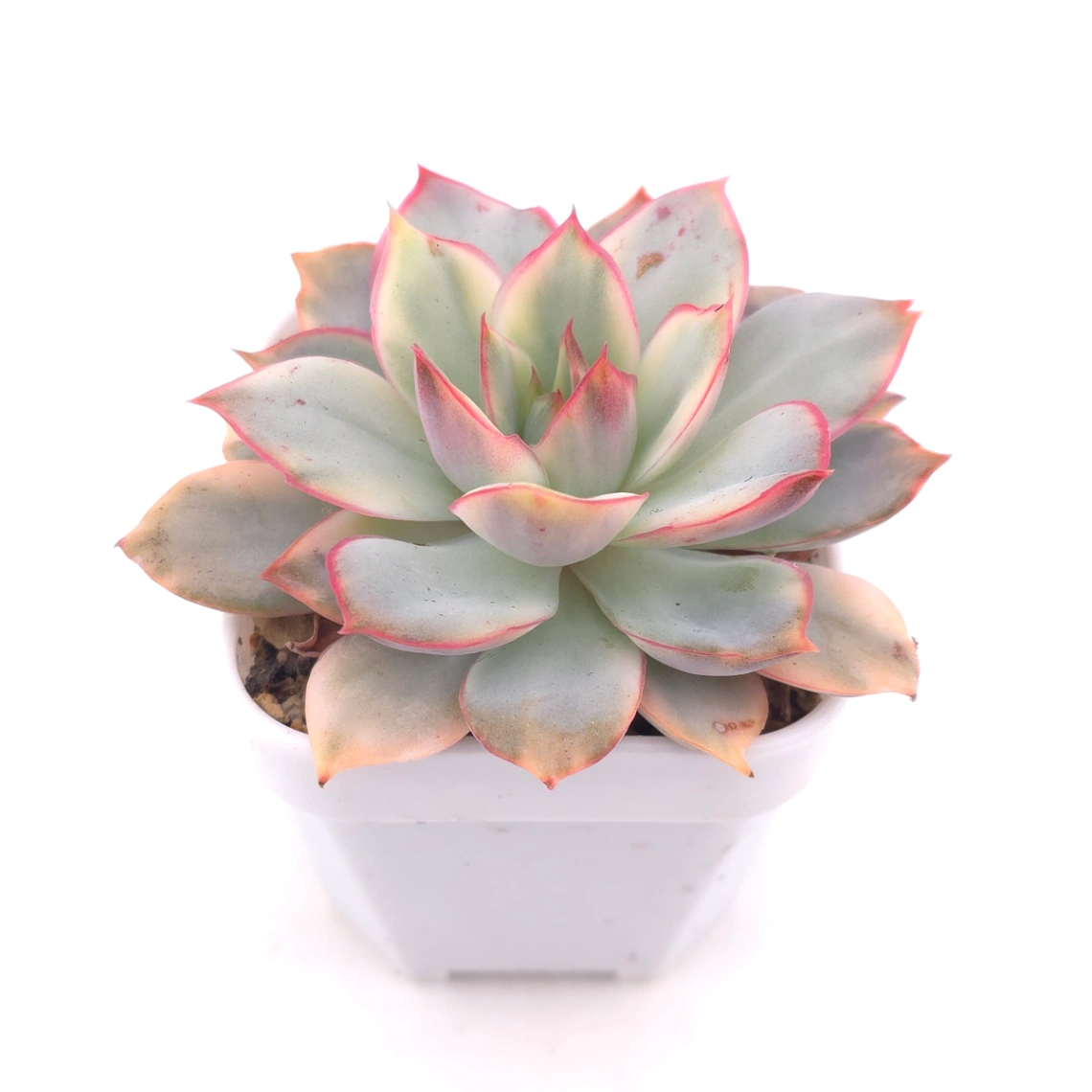 Echeveria ‘Moon Goddess’ Variegated | 月光女神錦 thumbnail 2