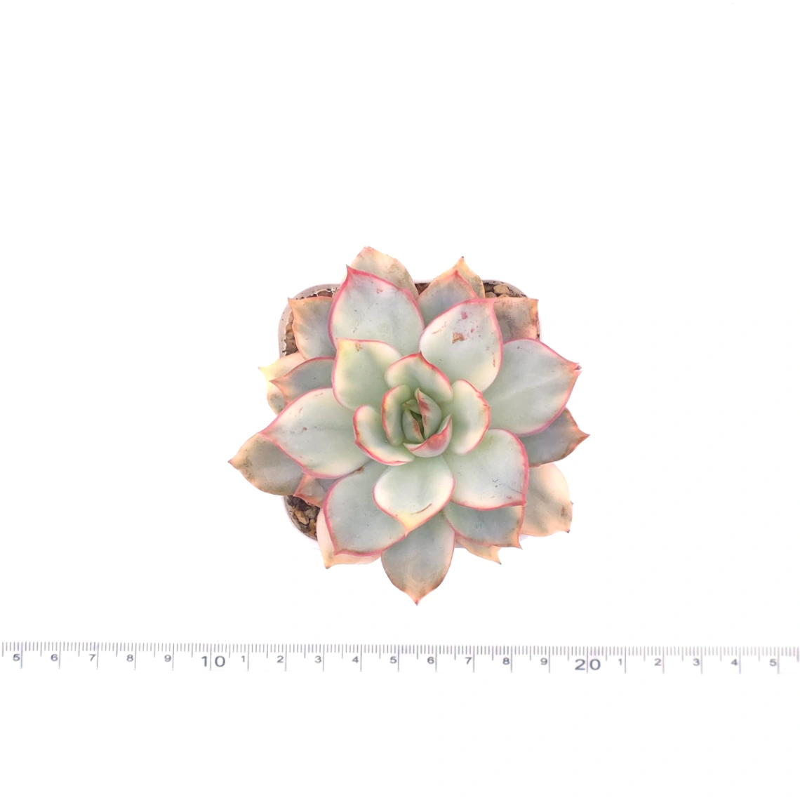 Echeveria ‘Moon Goddess’ Variegated | 月光女神錦 thumbnail 4
