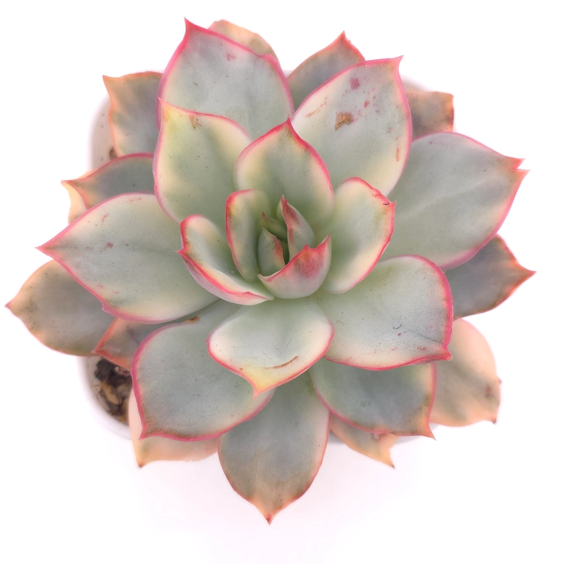 Echeveria ‘Moon Goddess’ Variegated | 月光女神錦 - View 1