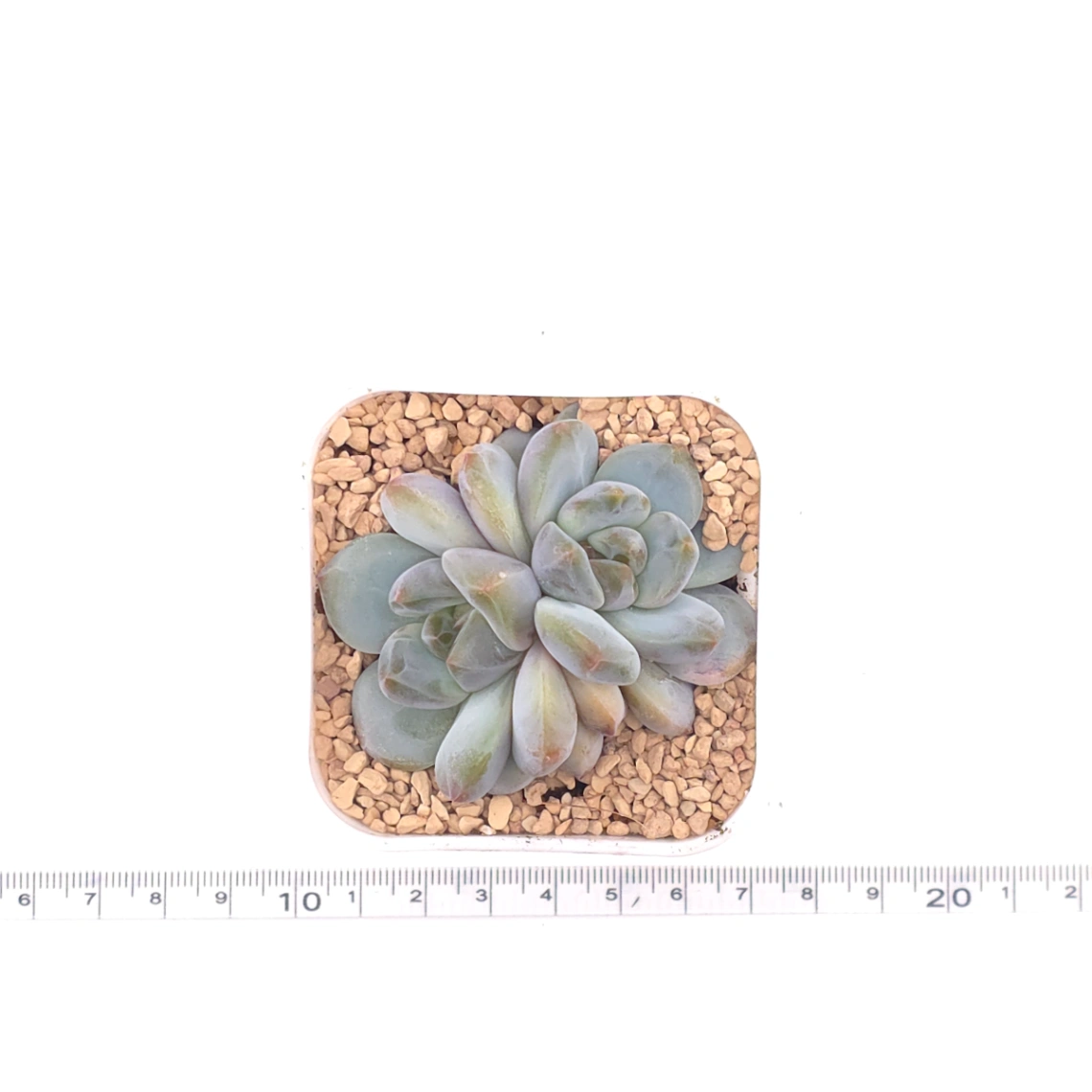 Echeveria ‘Mulan’ | 木蘭 thumbnail 4