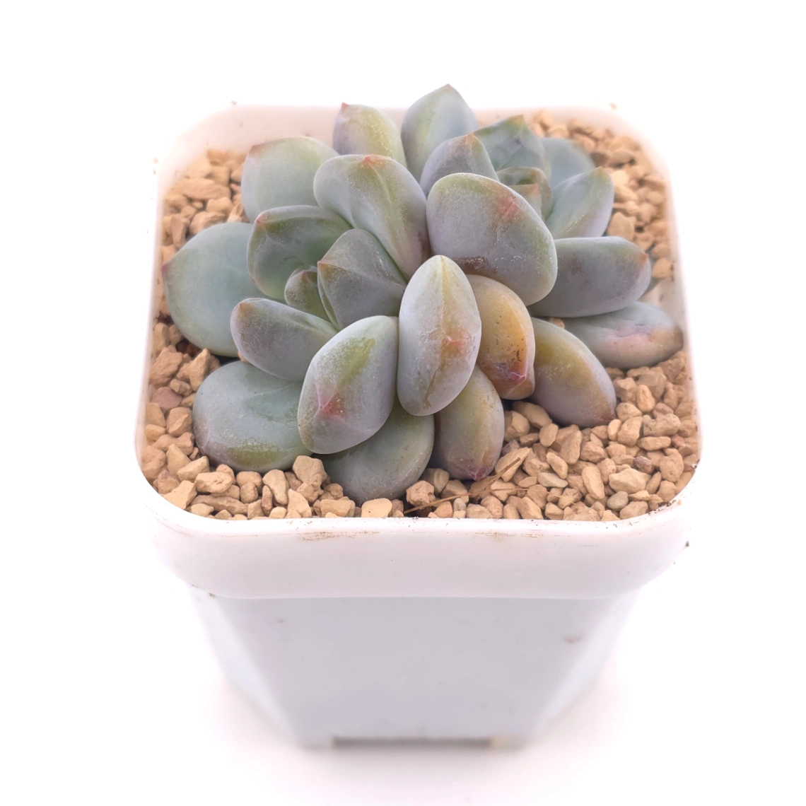 Echeveria ‘Mulan’ | 木蘭 thumbnail 2