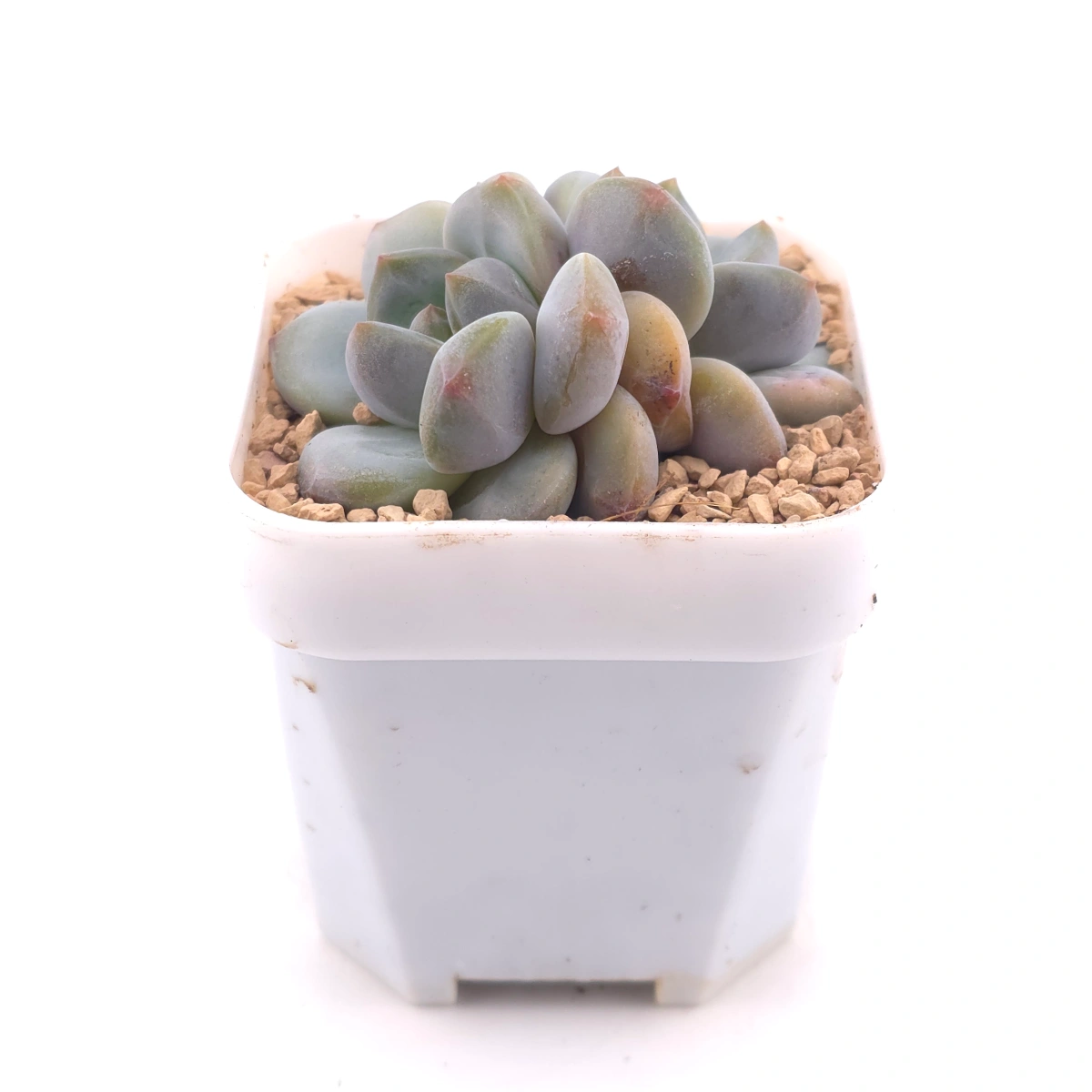 Echeveria ‘Mulan’ | 木蘭 thumbnail 3