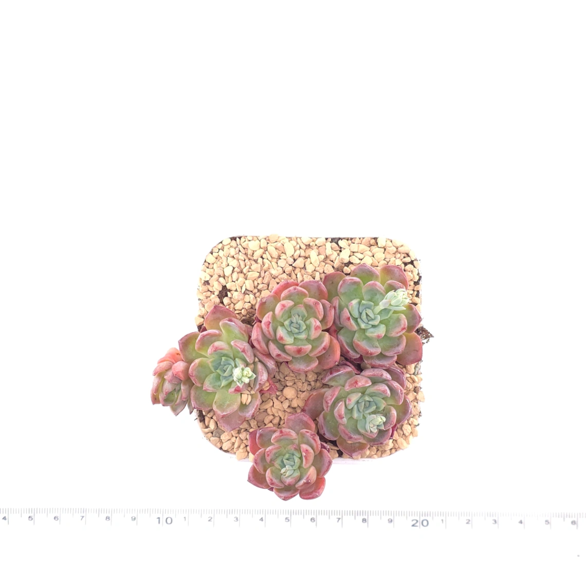 Echeveria 'Nana Mini Hook' | 娜娜小勾 thumbnail 4