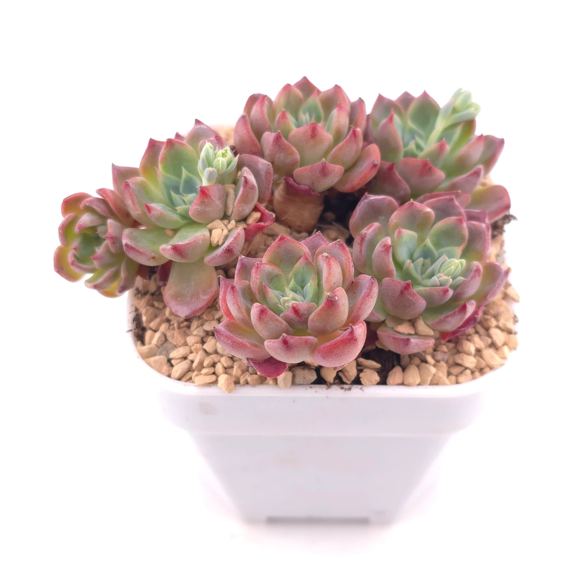 Echeveria 'Nana Mini Hook' | 娜娜小勾 thumbnail 2