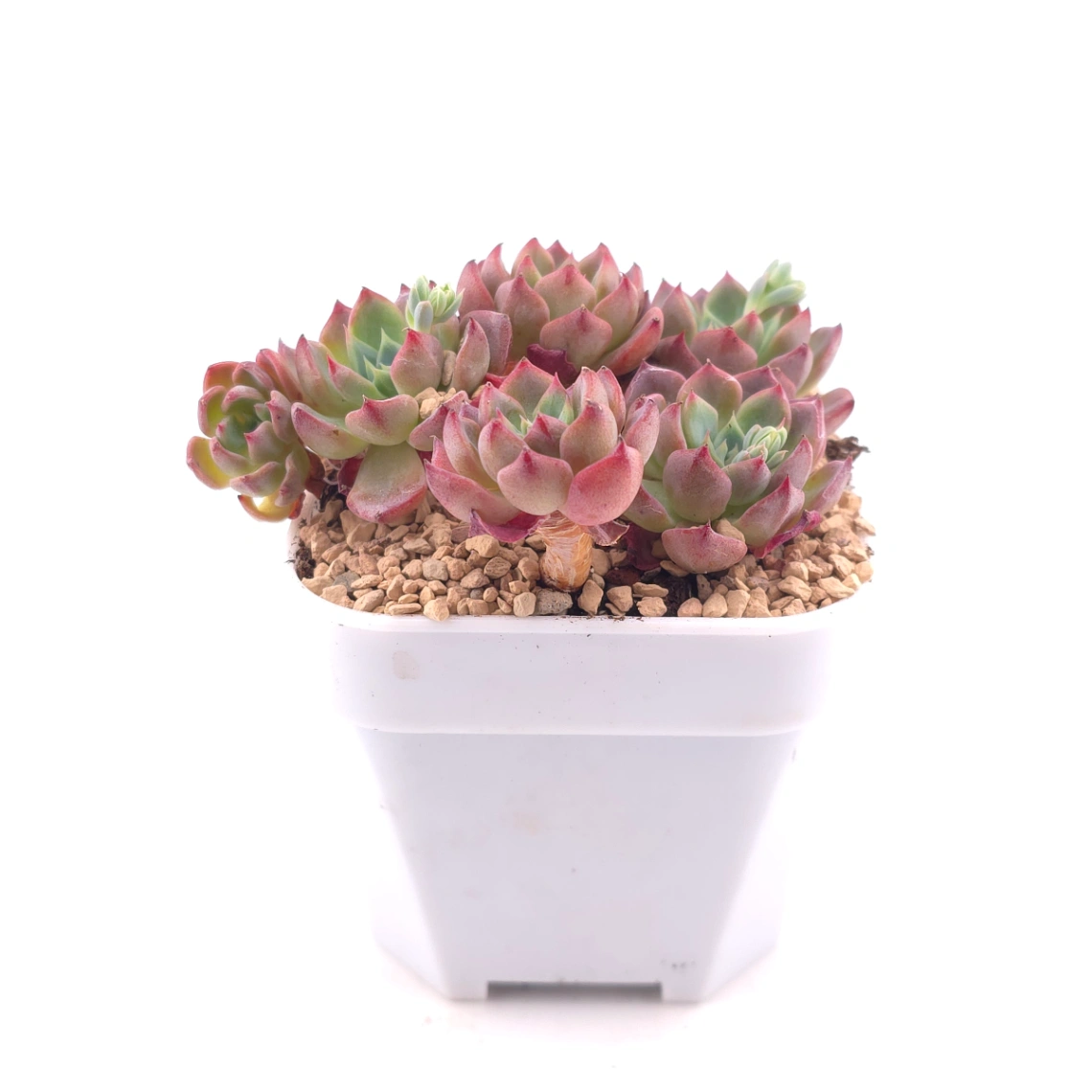 Echeveria 'Nana Mini Hook' | 娜娜小勾 thumbnail 3