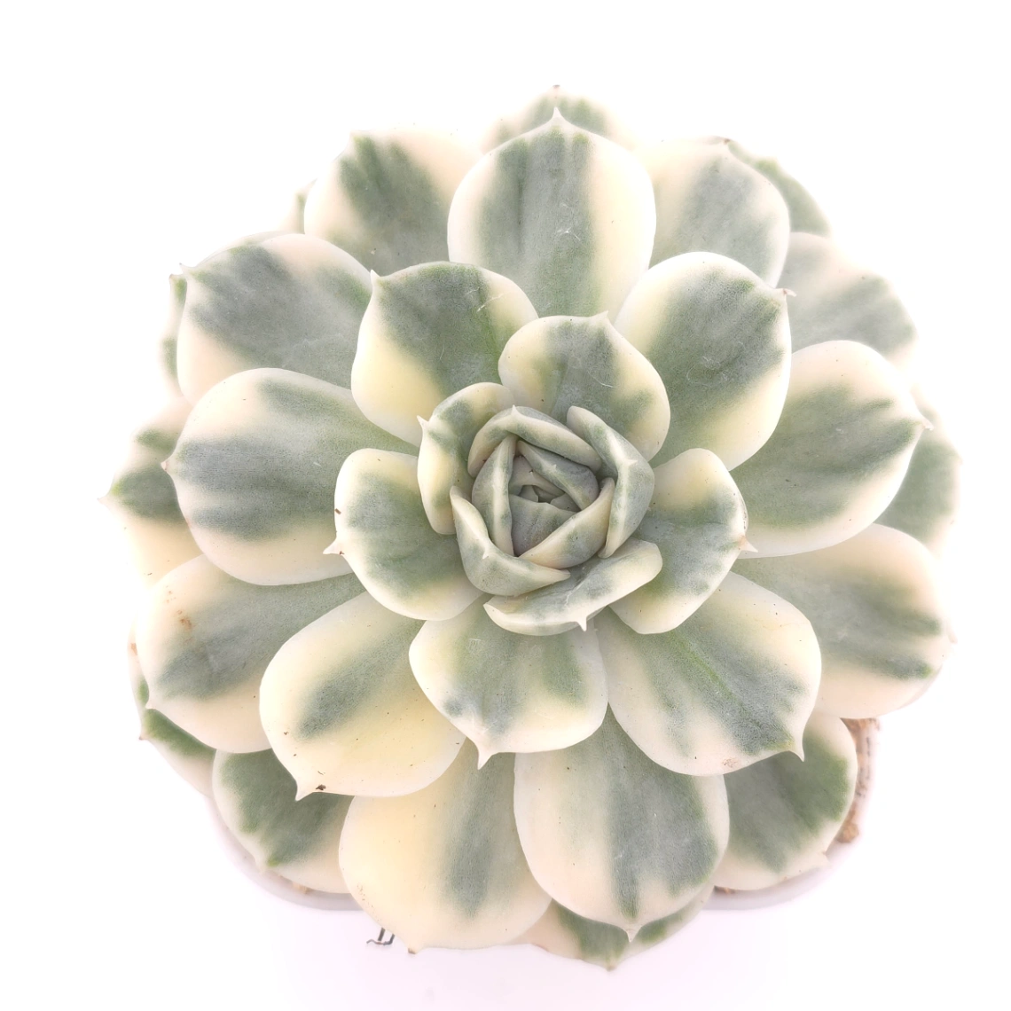 Echeveria ‘Onslow’ variegated | 昂斯諾錦 - View 1