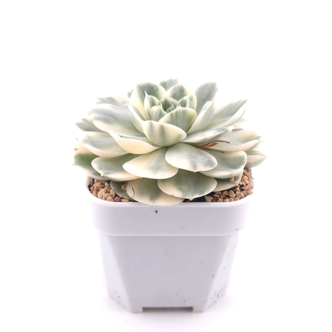 Echeveria ‘Onslow’ variegated | 昂斯諾錦 thumbnail 3