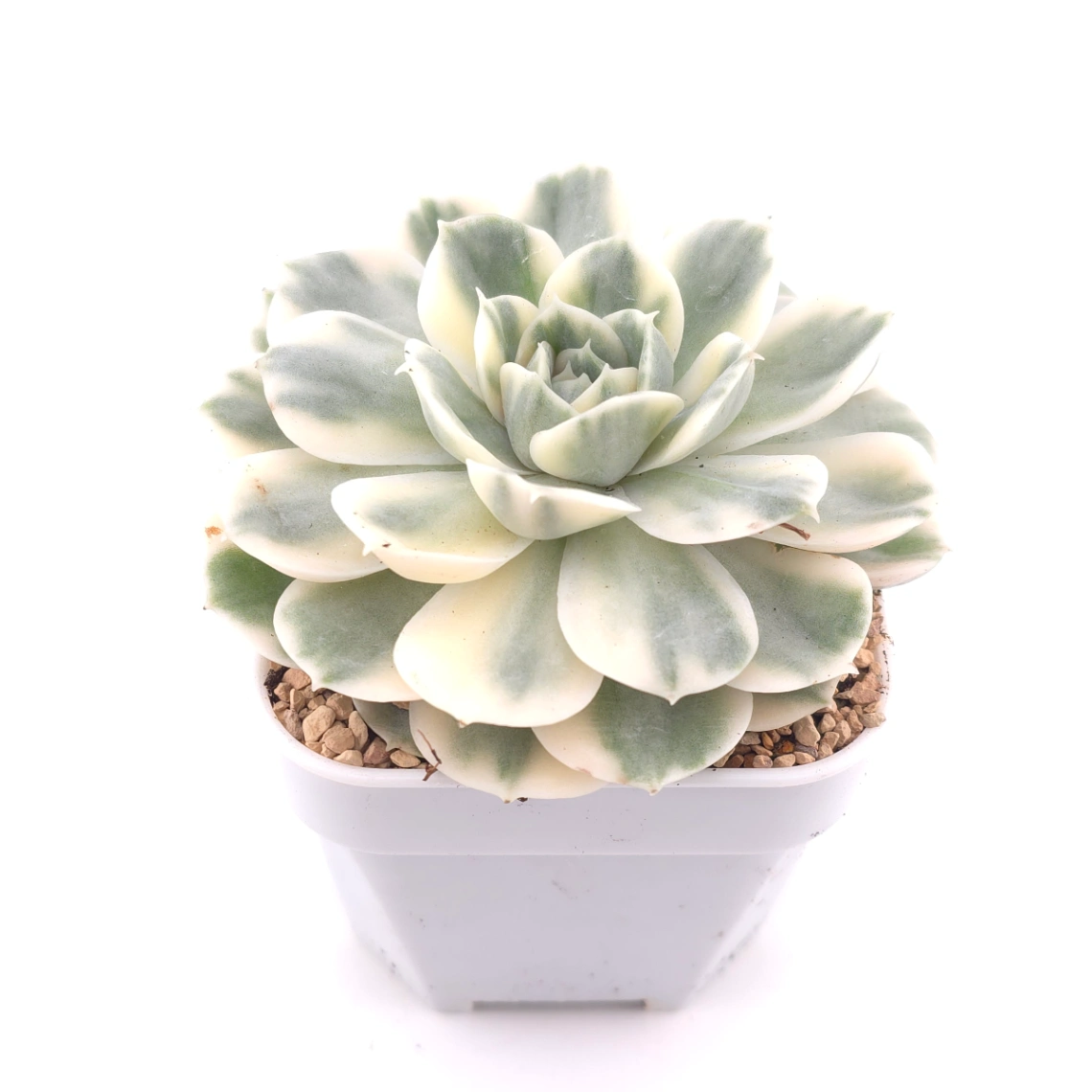 Echeveria ‘Onslow’ variegated | 昂斯諾錦 thumbnail 2