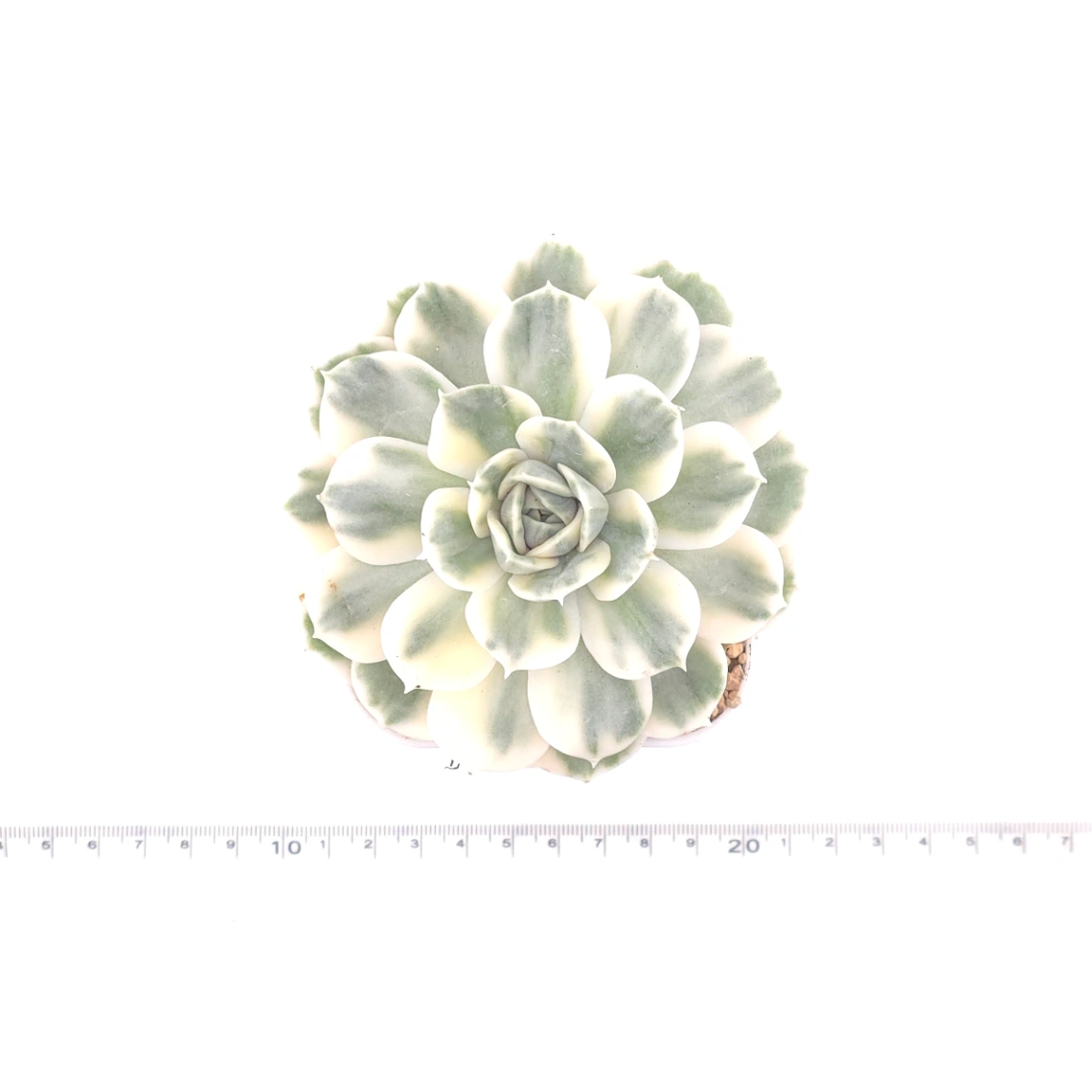 Echeveria ‘Onslow’ variegated | 昂斯諾錦 thumbnail 4