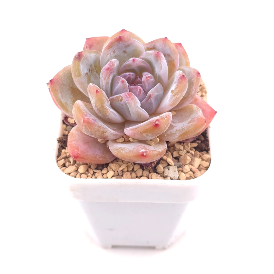 Echeveria ‘Orange Monroe’ | 橙夢露 thumbnail 2