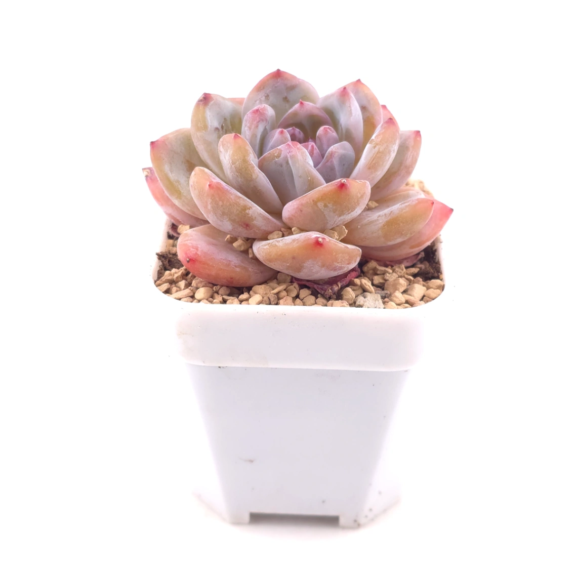 Echeveria ‘Orange Monroe’ | 橙夢露 thumbnail 3