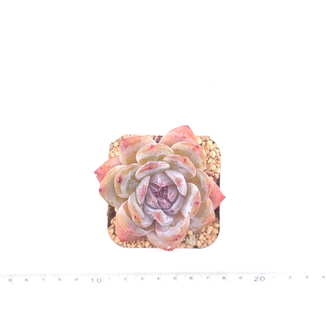 Echeveria ‘Orange Monroe’ | 橙夢露 thumbnail 4