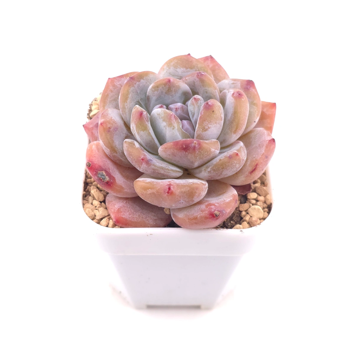 Echeveria ‘Orange Monroe’ | 橙夢露 thumbnail 2