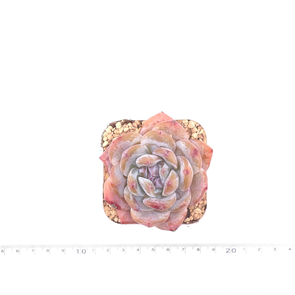 Echeveria ‘Orange Monroe’ | 橙夢露 thumbnail 4