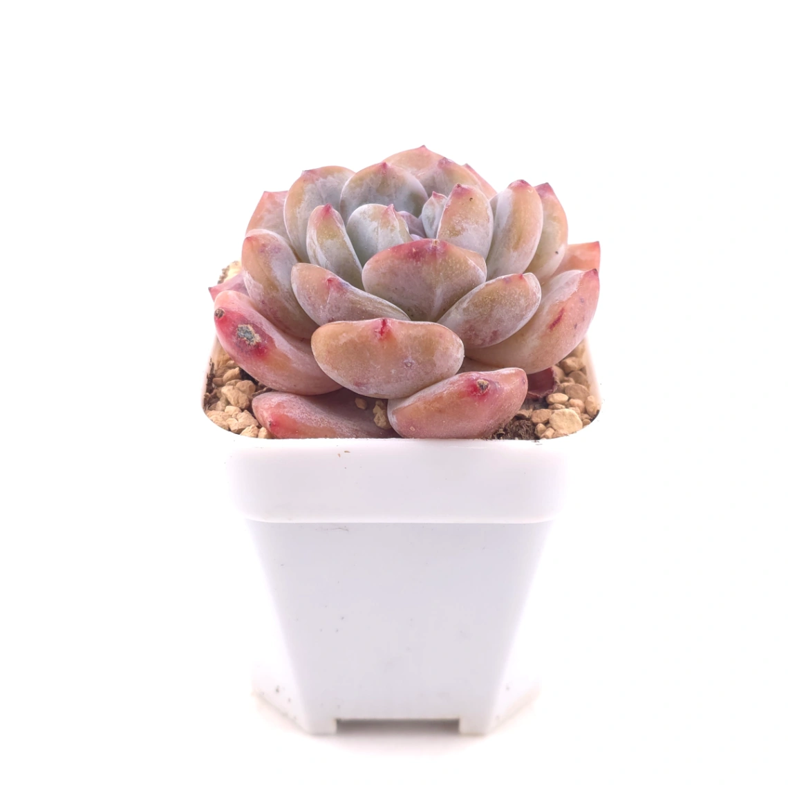 Echeveria ‘Orange Monroe’ | 橙夢露 thumbnail 3