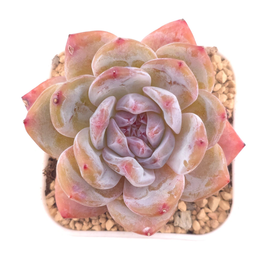 Echeveria ‘Orange Monroe’ | 橙夢露 - View 1
