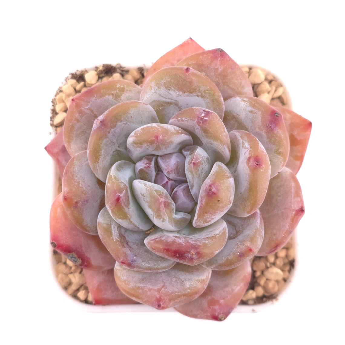 Echeveria ‘Orange Monroe’ | 橙夢露 - View 1
