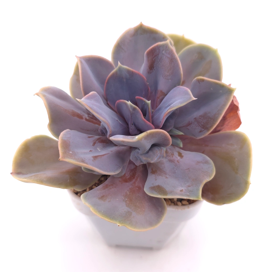 Echeveria 'Pearl In Love' | 熱戀珍珠 thumbnail 2