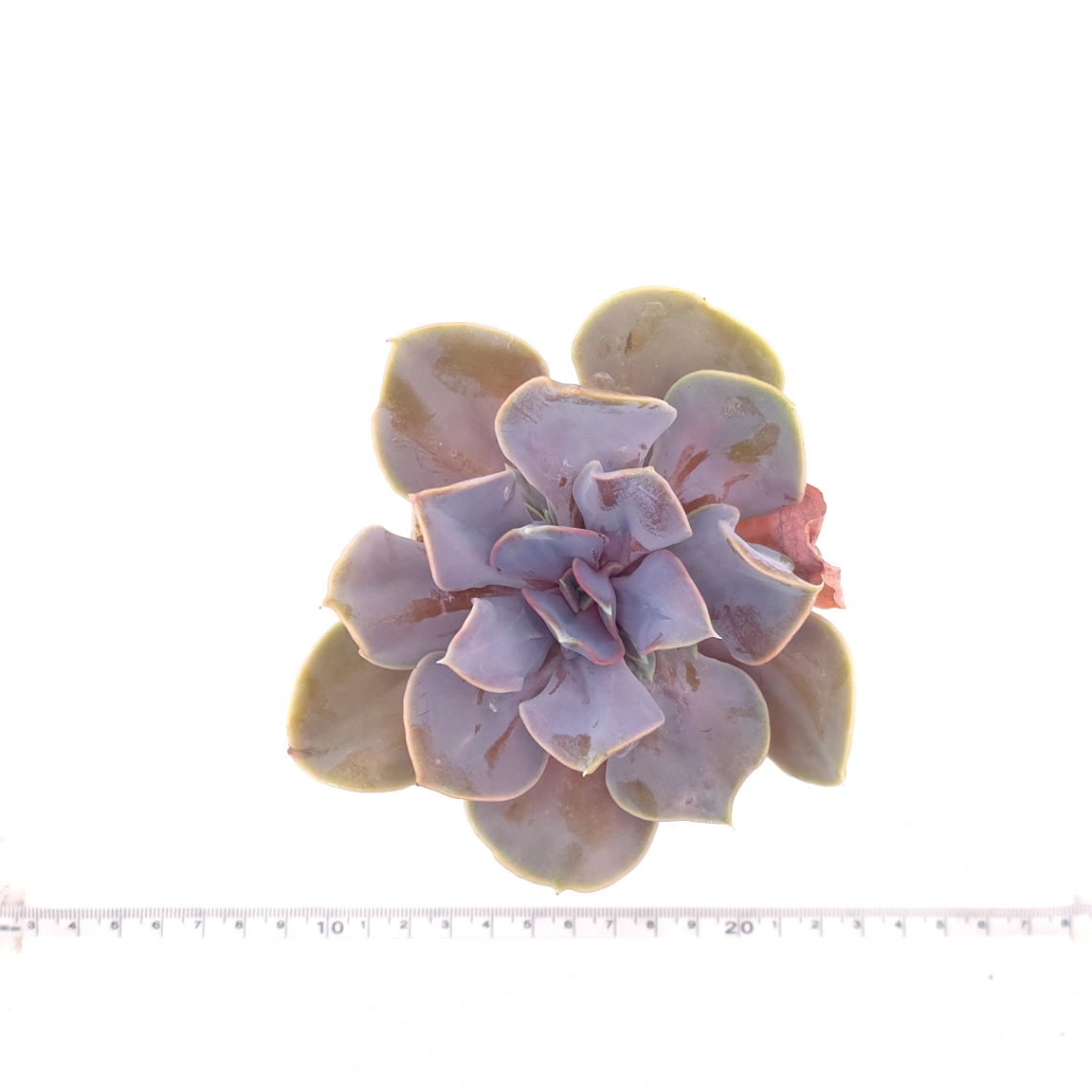 Echeveria 'Pearl In Love' | 熱戀珍珠 thumbnail 4