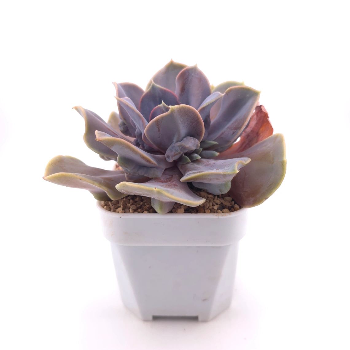 Echeveria 'Pearl In Love' | 熱戀珍珠 thumbnail 3