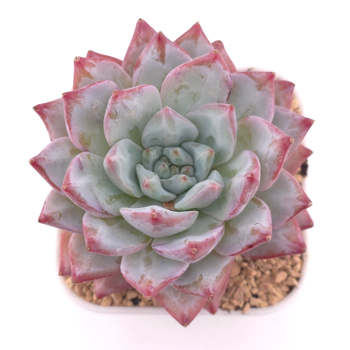 Echeveria ‘Pink Blue Bird’ | 粉藍鳥 - View 1
