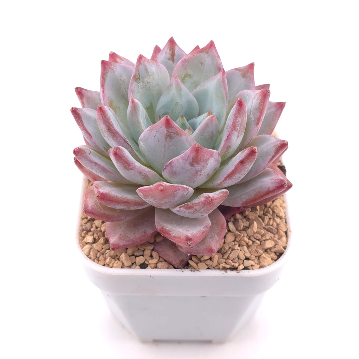 Echeveria ‘Pink Blue Bird’ | 粉藍鳥 thumbnail 2