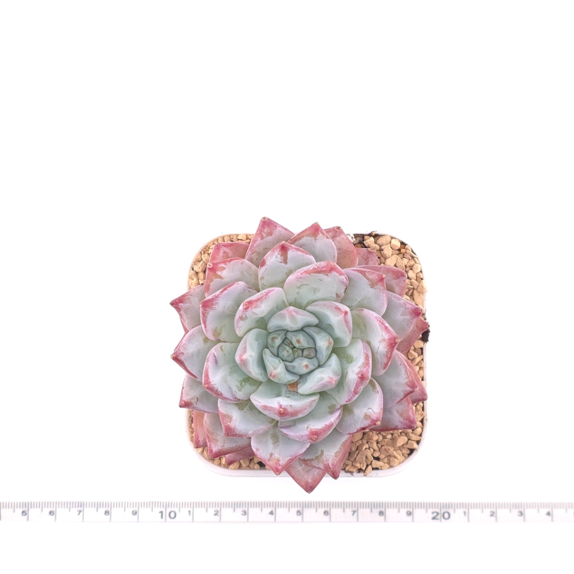 Echeveria ‘Pink Blue Bird’ | 粉藍鳥 thumbnail 4